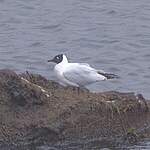 Mouette des Andes