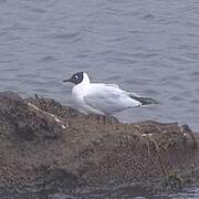 Mouette des Andes
