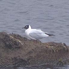 Mouette des Andes