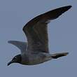 Mouette obscure
