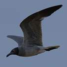 Mouette obscure
