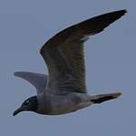 Mouette obscure