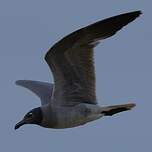 Mouette obscure