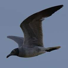 Mouette obscure
