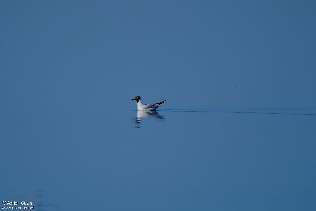 Mouette rieuse