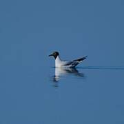 Mouette rieuse