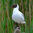 Mouette rieuse