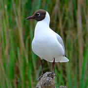 Mouette rieuse