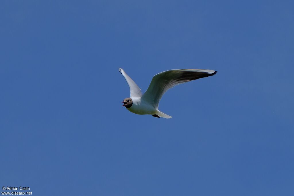 Mouette rieuseadulte nuptial, Vol, chant