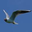 Mouette rieuse