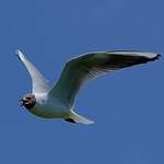 Mouette rieuse