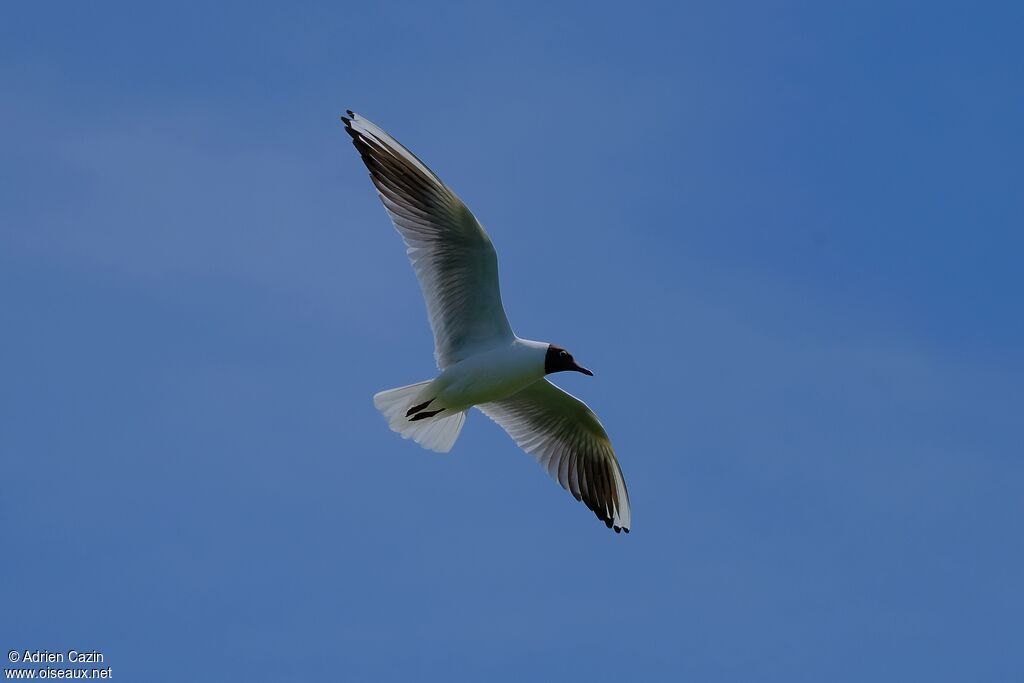 Mouette rieuseadulte nuptial, Vol
