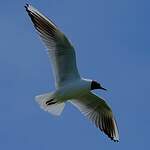 Mouette rieuse