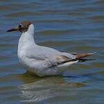 Mouette rieuse