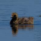 Mouette rieuse