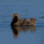 Mouette rieuse