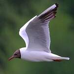 Mouette rieuse