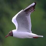 Mouette rieuse