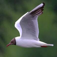 Mouette rieuse