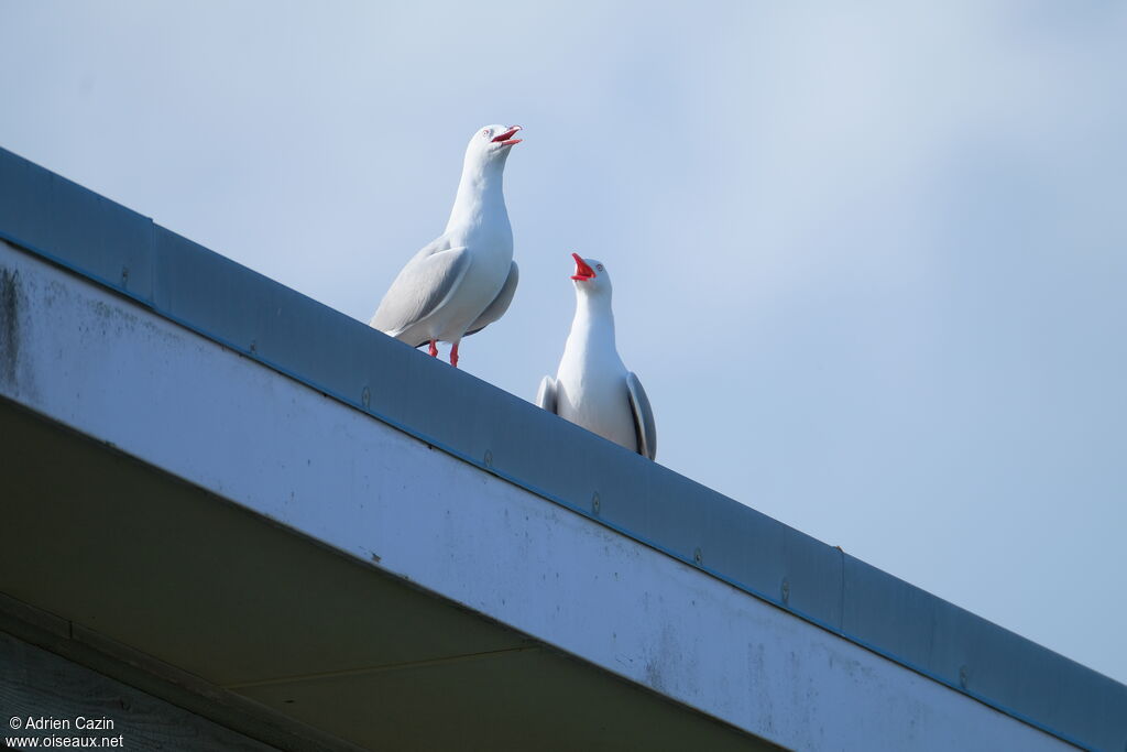 Mouette scopuline