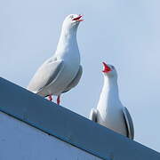 Mouette scopuline