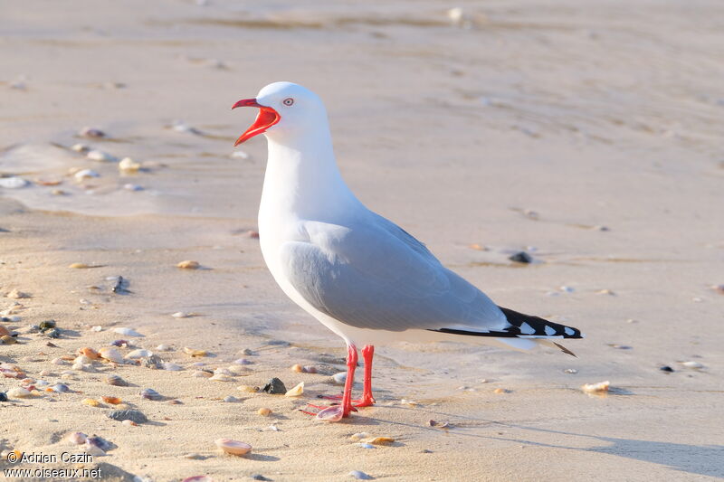 Silver Gull (scopulinus)adult, song