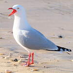 Mouette scopuline