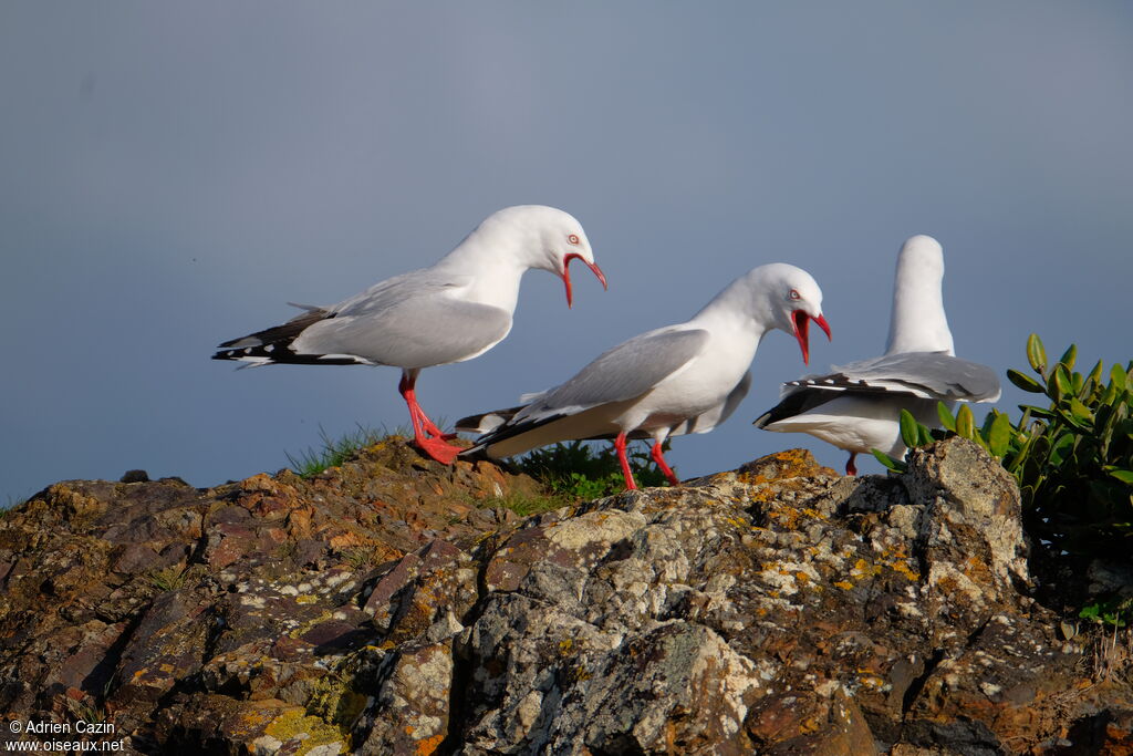 Mouette scopuline, chant