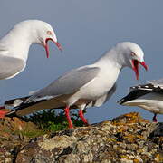 Mouette scopuline