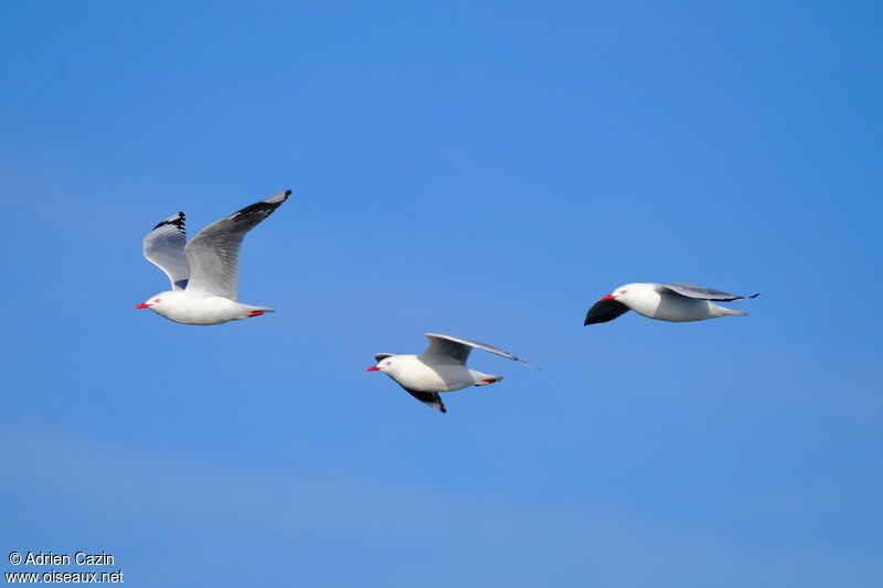 Silver Gull (scopulinus), Flight