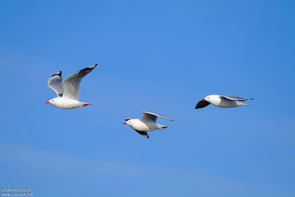 Silver Gull (scopulinus), Flight