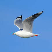 Mouette scopuline