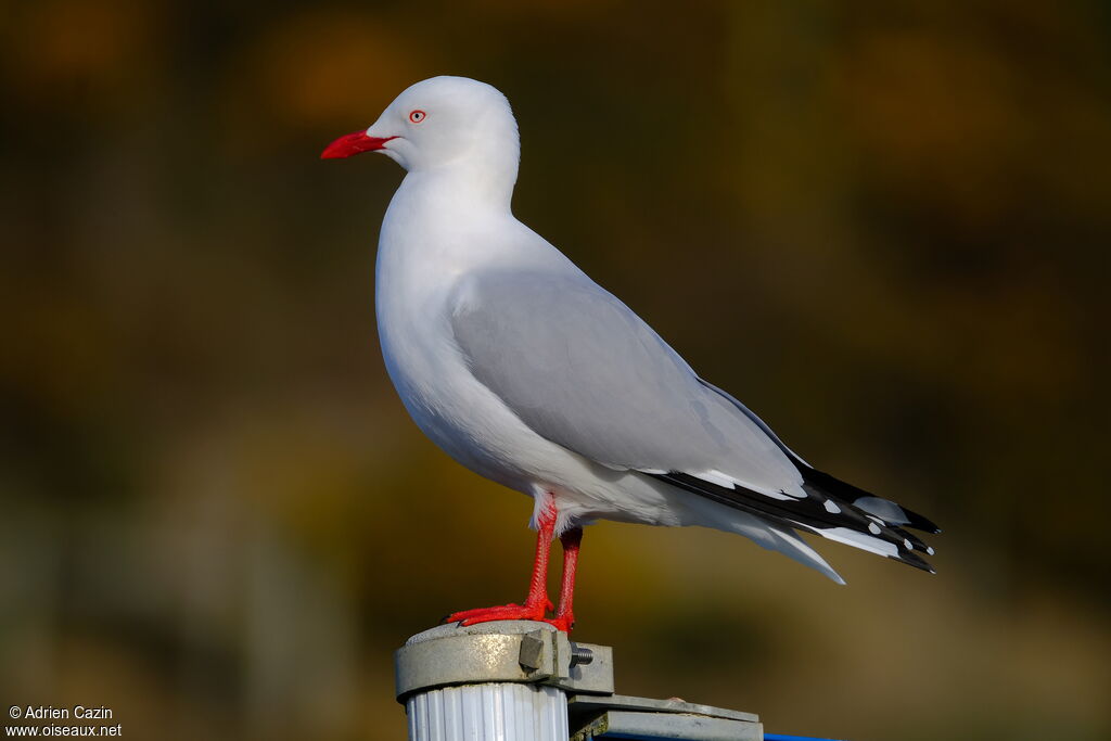 Mouette scopulineadulte, identification