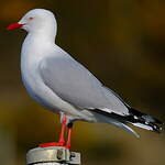 Mouette scopuline