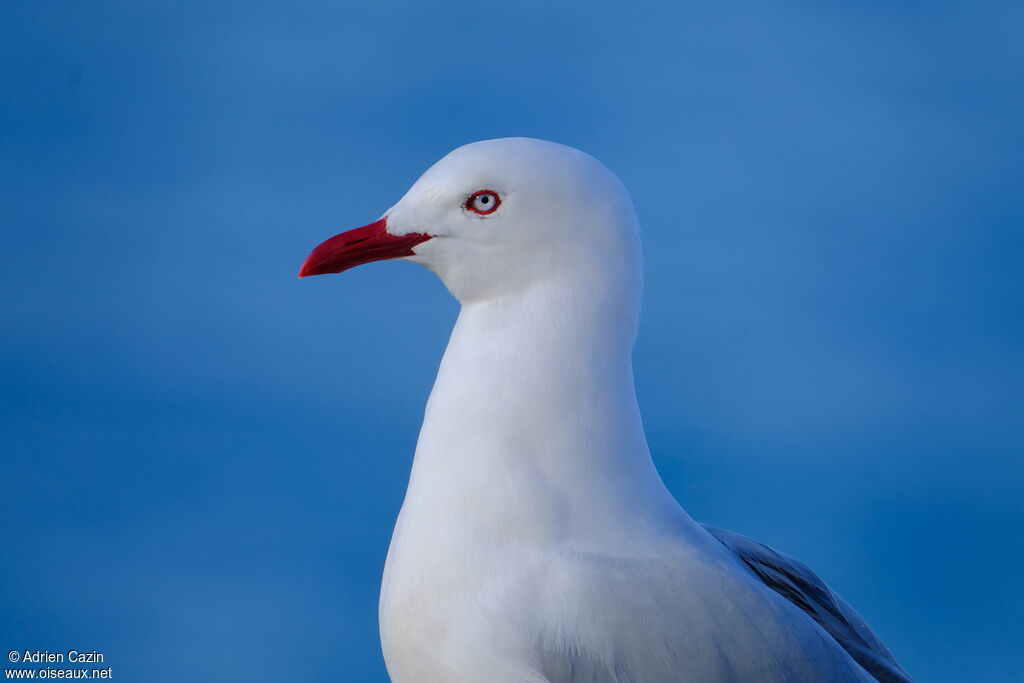 Mouette scopulineadulte, portrait