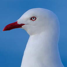 Mouette scopuline