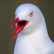 Silver Gull (scopulinus)