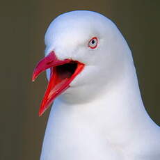 Mouette scopuline