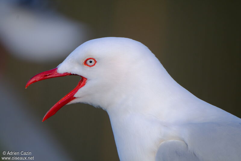 Silver Gull (scopulinus), close-up portrait, song