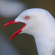 Silver Gull (scopulinus)