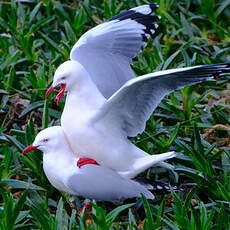 Mouette scopuline