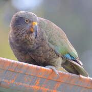 Kea