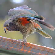 Kea