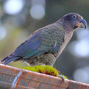 Kea