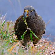 Kea