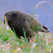 Kea