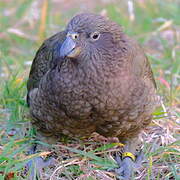 Kea