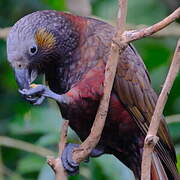 New Zealand Kaka