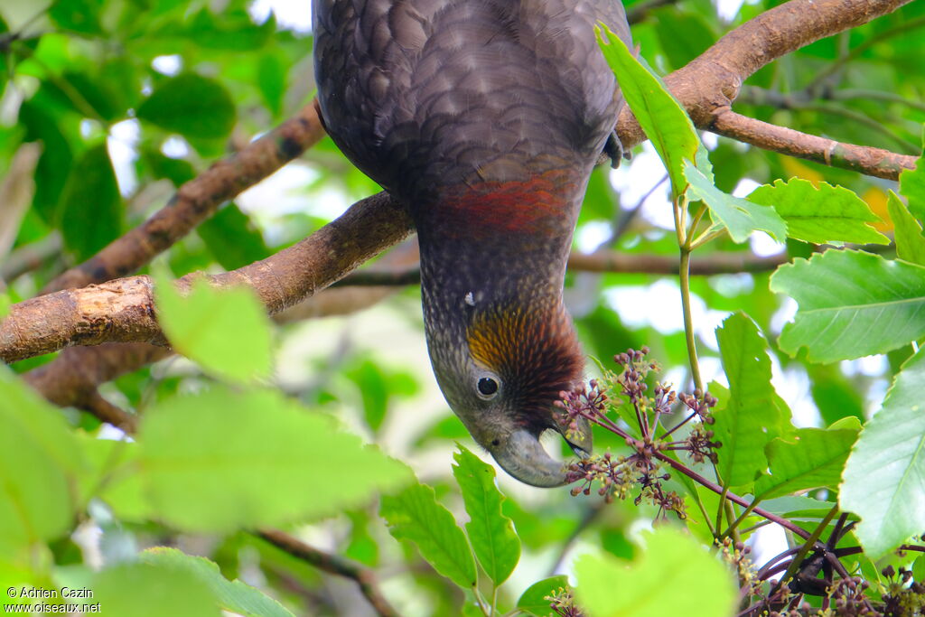 New Zealand Kaka, eats