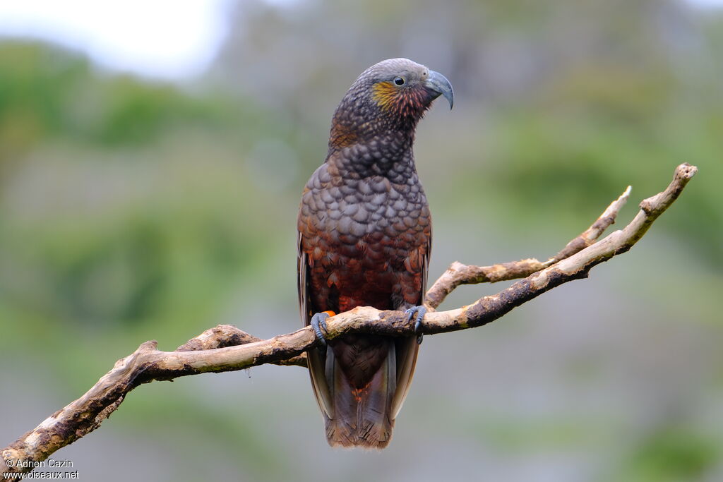 New Zealand Kakaadult, identification